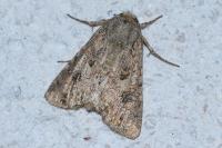 Anarta trifolii