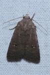 Caradrina flavirena