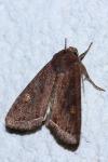 Lacanobia oleracea