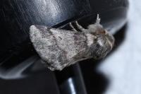 Thaumetopoea processionea