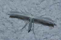 Pterophorus pentadactylus