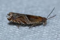 Ancylis comptana