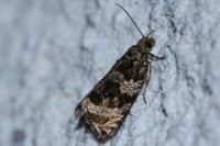 Celypha lacunana