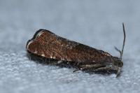 Dichrorampha acuminatana