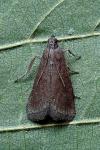 Assara conicolella