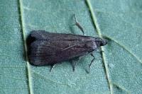 Assara conicolella