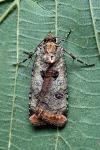 Epilecta linogrisea