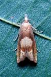 Eucosma conterminana