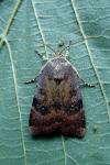 Noctua janthina
