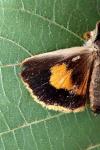 Noctua janthina