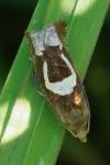 Epiblema foenella