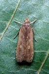 Helcystogramma triannulella