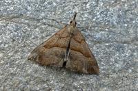 Hypena proboscidalis