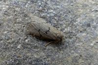 Apaidia mesogona