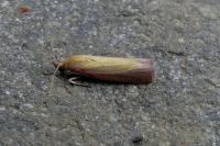 Oncocera semirubella