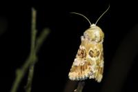 Eremobia ochroleuca