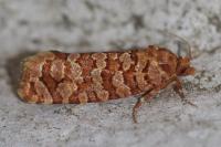 Lozotaeniodes formosana