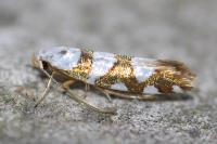 Argyresthia brockeella