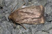 Amphipyra tragopoginis