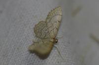 Idaea moniliata