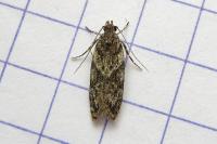 Gelechia muscosella