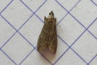 Assara conicolella
