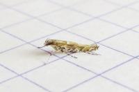 Acrocercops brongniardella