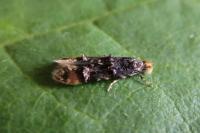 Stenoptinea cyaneimarmorella