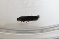 Bucculatrix nigricomella