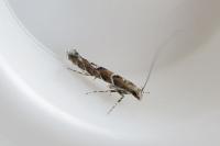 Acrocercops brongniardella