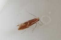 Phyllonorycter corylifoliella