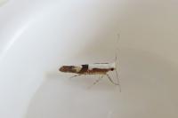 Argyresthia pruniella