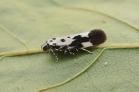Ethmia quadrillella