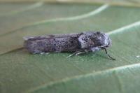 Blastobasis glandulella