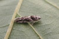 Recurvaria nanella