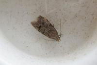 Teleiodes vulgella