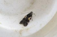 Teleiodes luculella