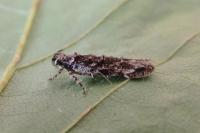 Psoricoptera gibbosella