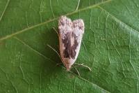 Anacampsis blattariella/populella