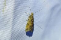 Brachmia blandella
