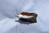 Acleris cristana