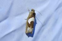 Epiblema foenella