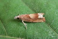 Eucosma conterminana