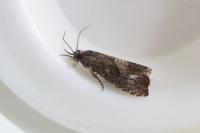 Dichrorampha acuminatana