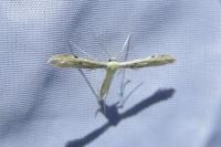 Adaina microdactyla