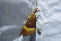 Lasiocampa quercus