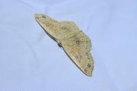Cyclophora porata