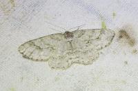 Ectropis crepuscularia