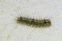 Katha depressa