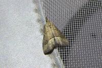 Schrankia taenialis